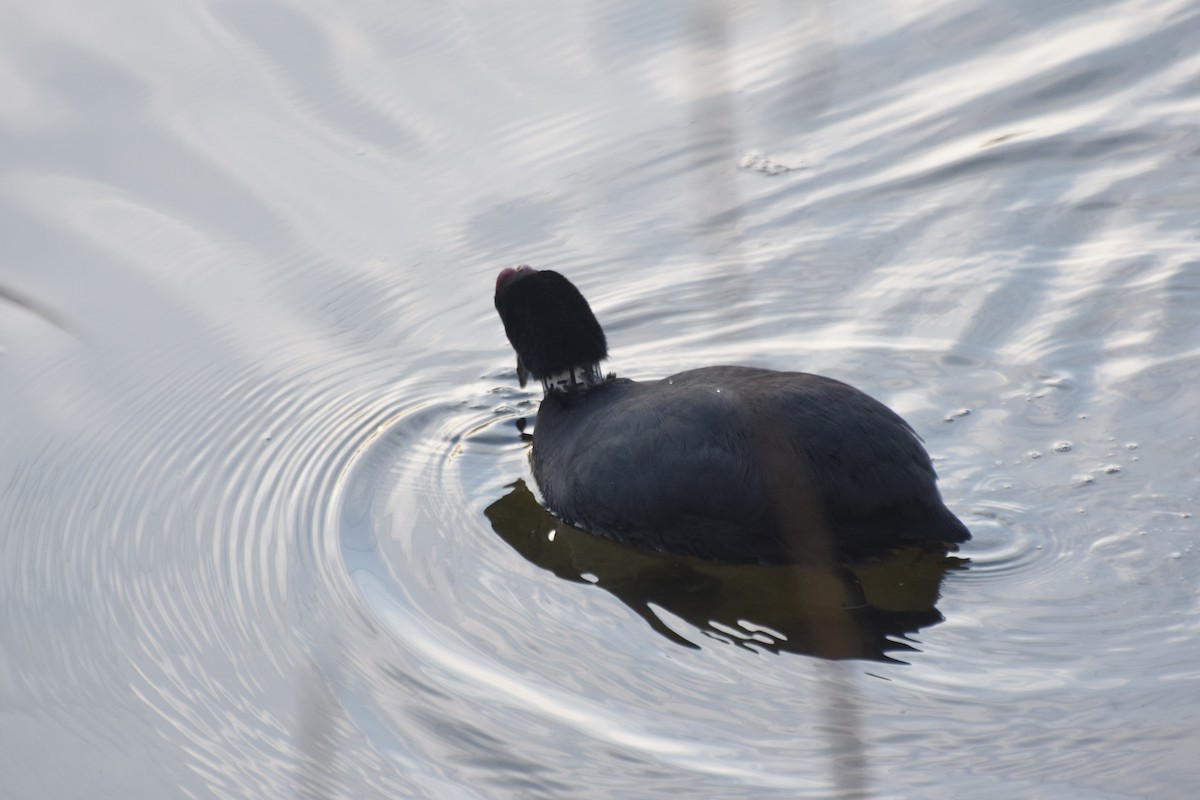 Foulque à crête - ML614836679