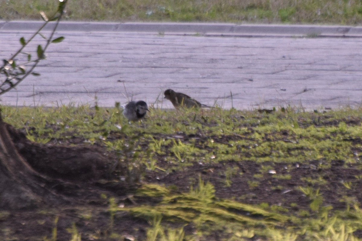 White Wagtail - Santi Tabares