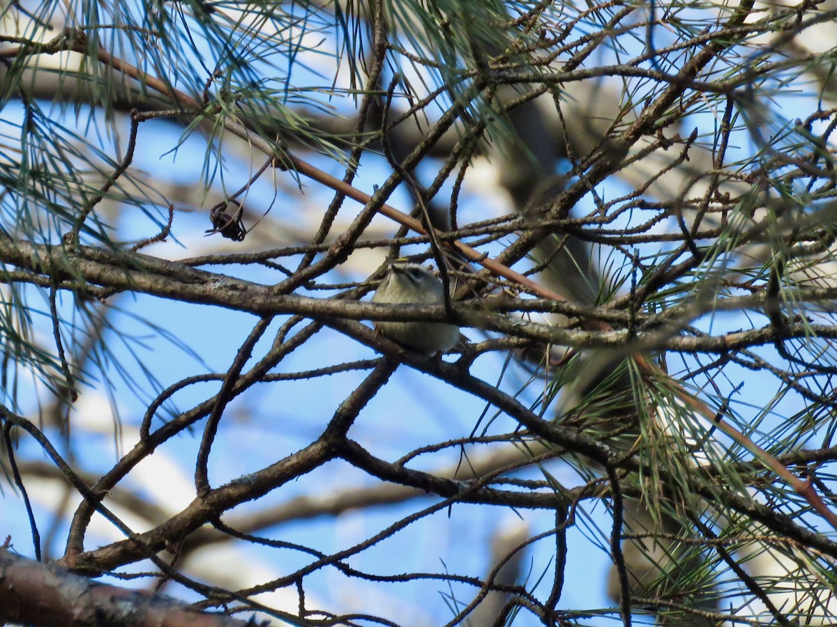 Golden-crowned Kinglet - ML614836699