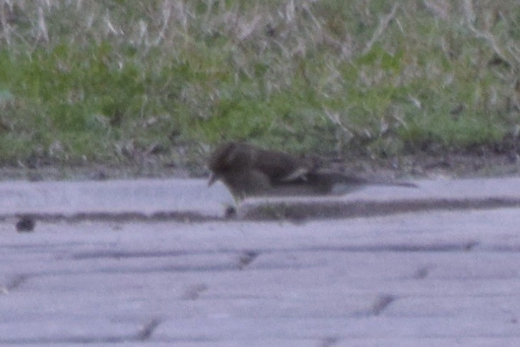 Common Chaffinch - Santi Tabares