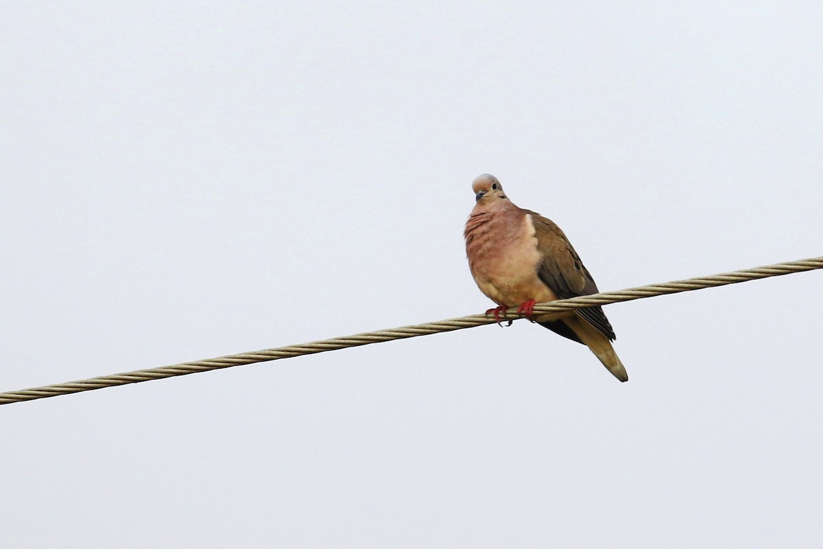 Eared Dove - ML614836717