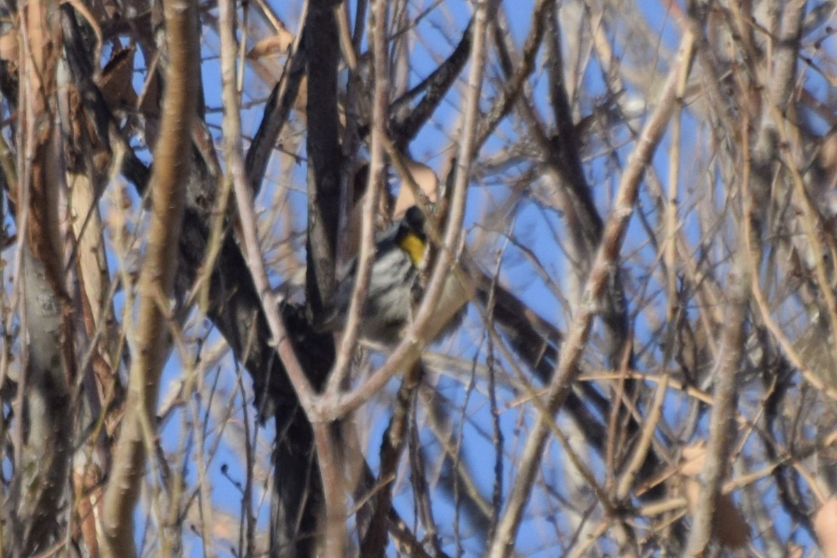 Yellow-throated Warbler - Santi Tabares