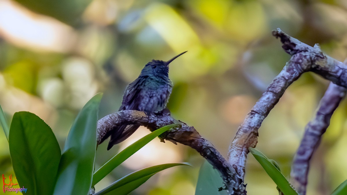 Mangrove Hummingbird - ML614836753