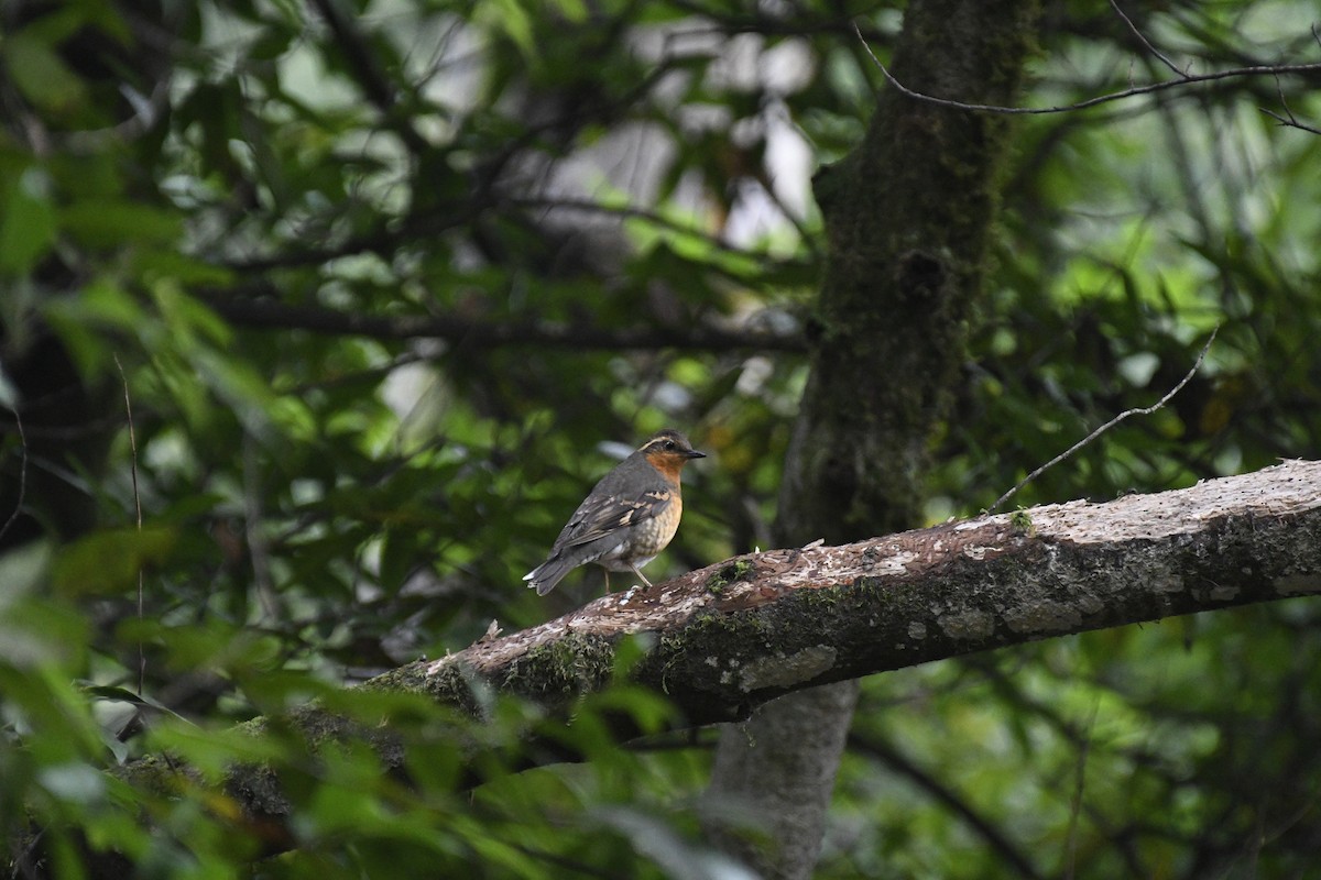 Varied Thrush - ML614836872