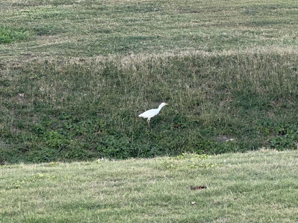 Western Cattle Egret - Greg Hertler