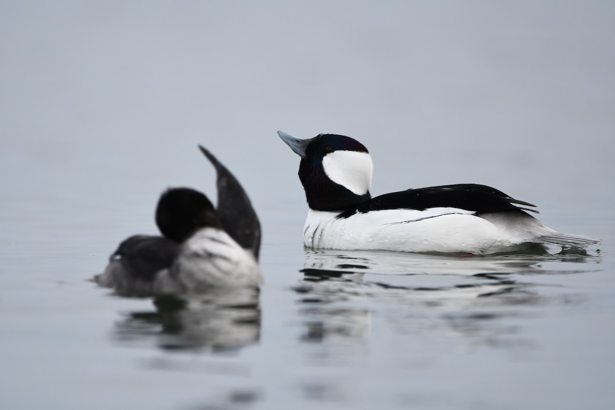 Bufflehead - ML614836939