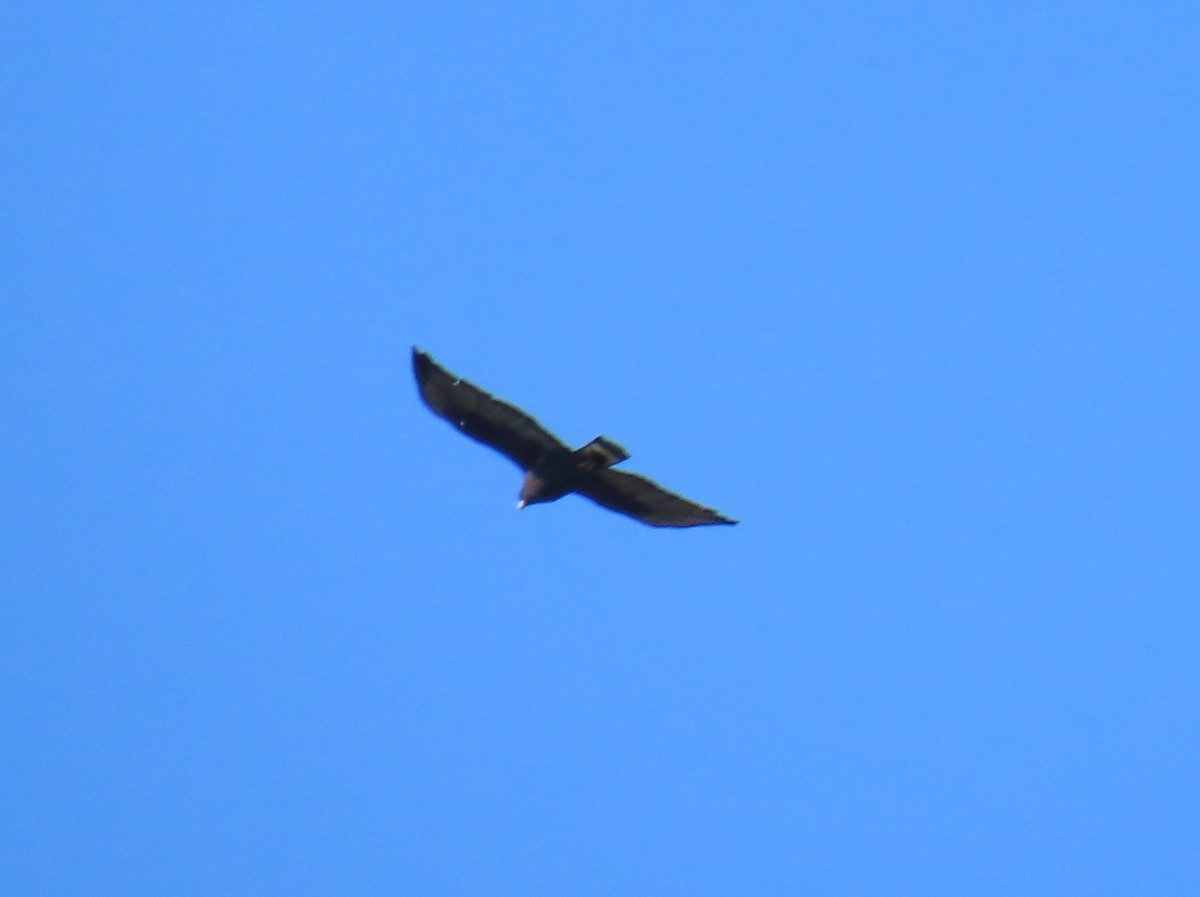 Zone-tailed Hawk - ML614836962