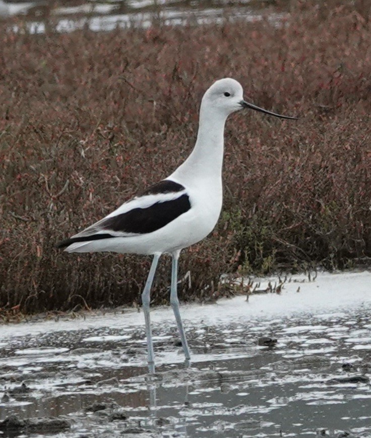 Avoceta Americana - ML614836968