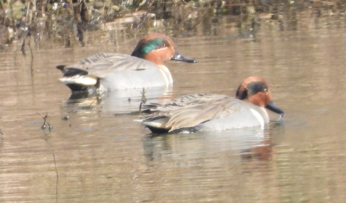 Green-winged Teal - ML614836974