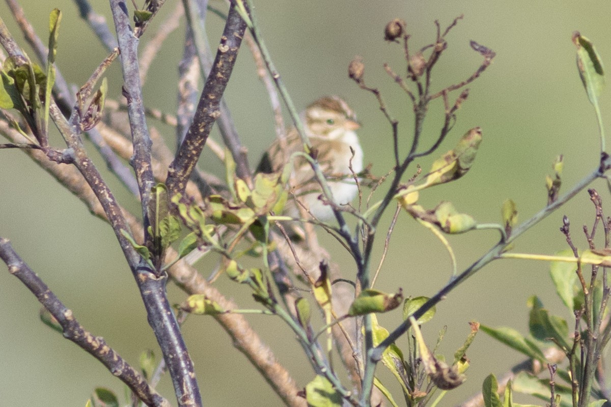 Clay-colored Sparrow - ML614836999