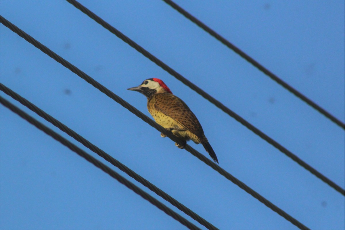Spot-breasted Woodpecker - ML614837011