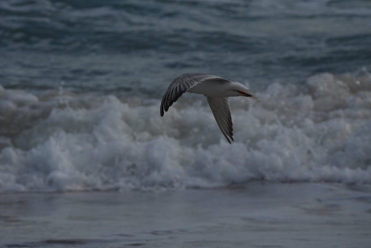 Forster's Tern - ML614837044