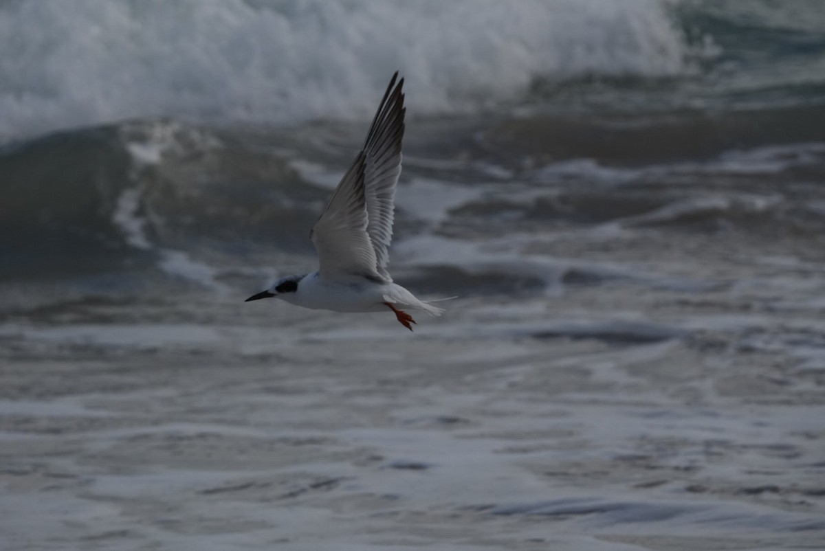 Forster's Tern - ML614837045