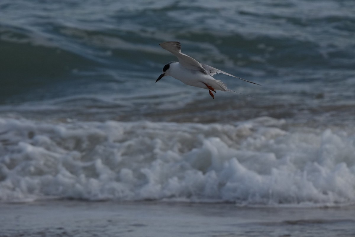 Forster's Tern - ML614837047