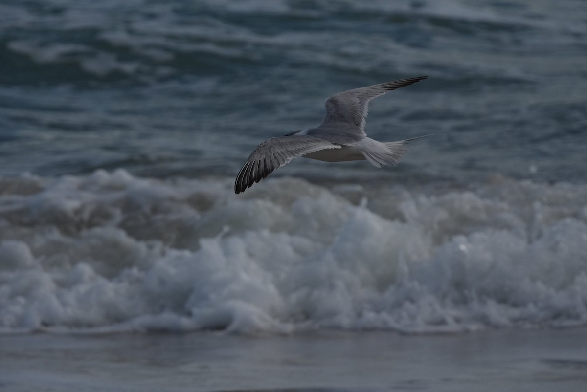 Forster's Tern - ML614837048