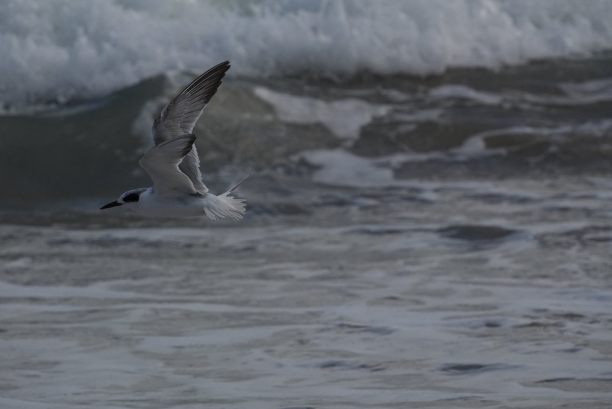 Forster's Tern - ML614837049