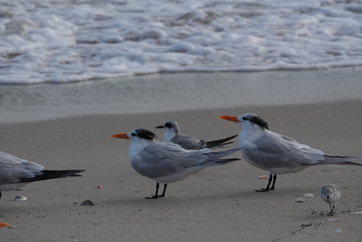 Forster's Tern - ML614837050