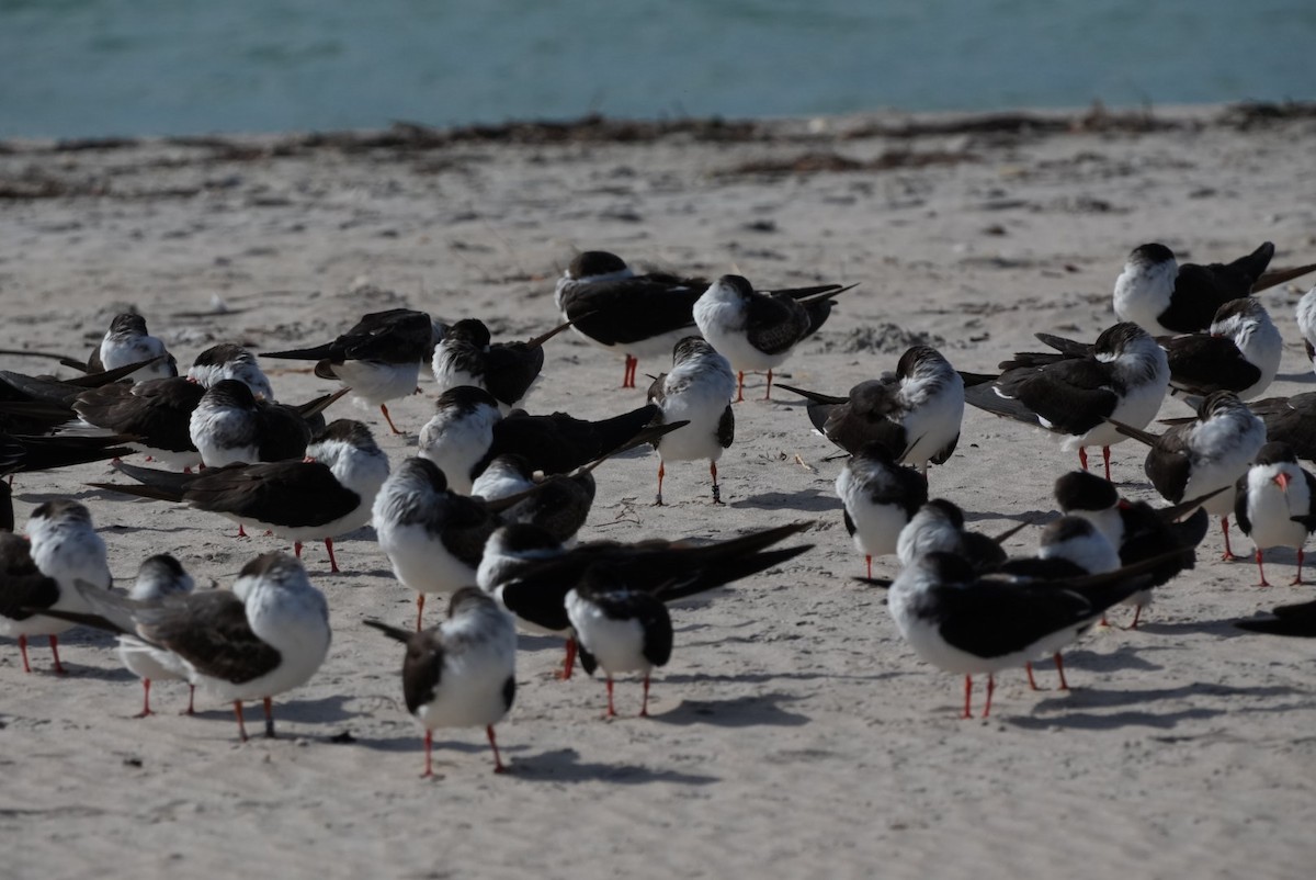 Black Skimmer - ML614837065