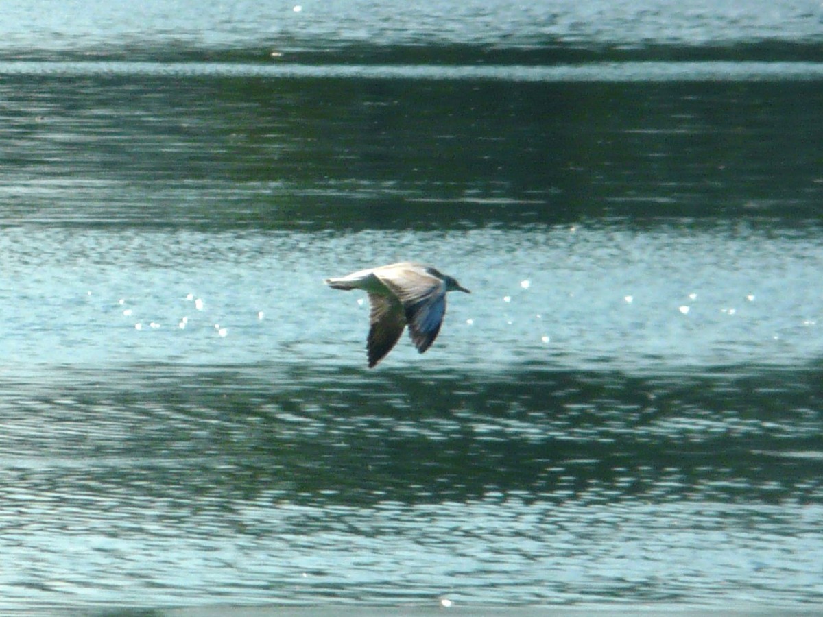 Gray-hooded Gull - Julia M.