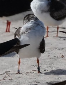 Black Skimmer - ML614837165