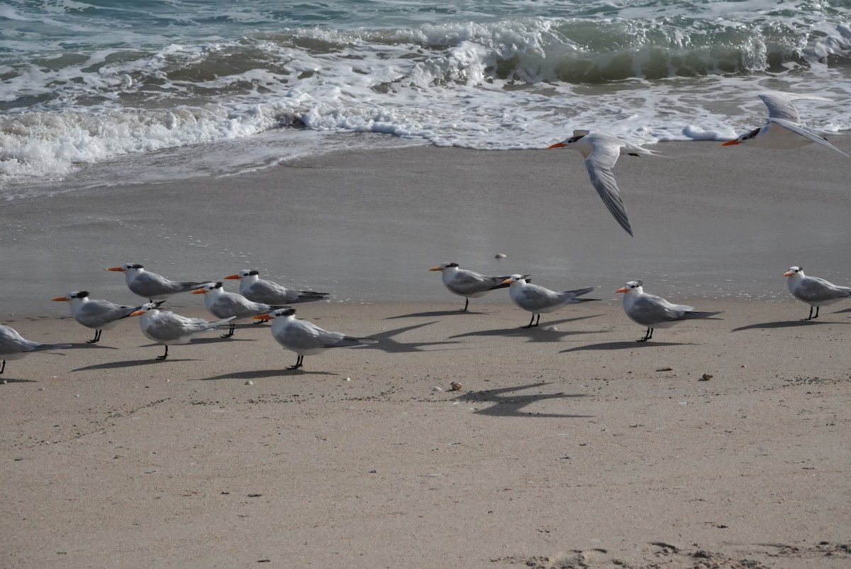 Royal Tern - ML614837183