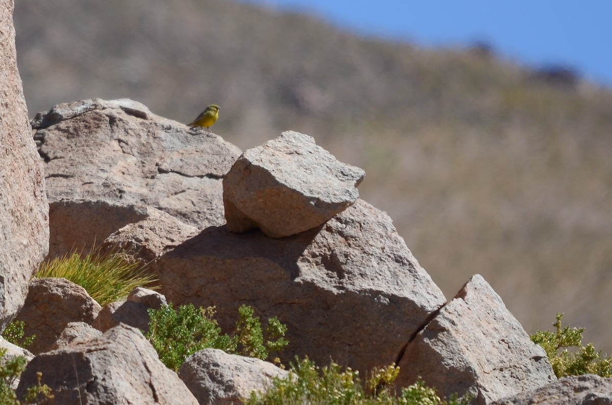 Greenish Yellow-Finch - ML614837232