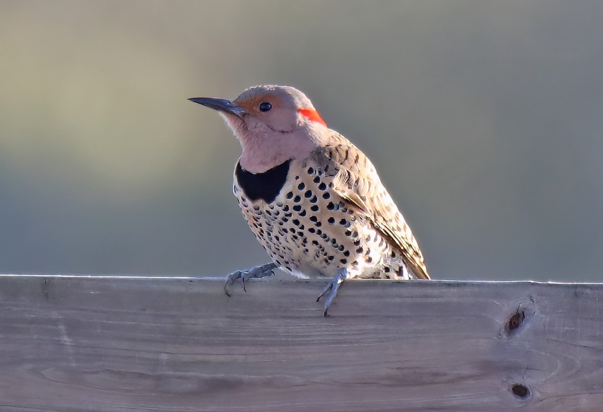 Northern Flicker - Elizabeth Winter