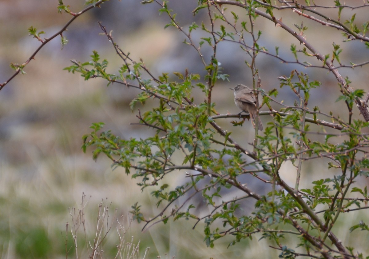 Sharp-billed Canastero - Natacha González