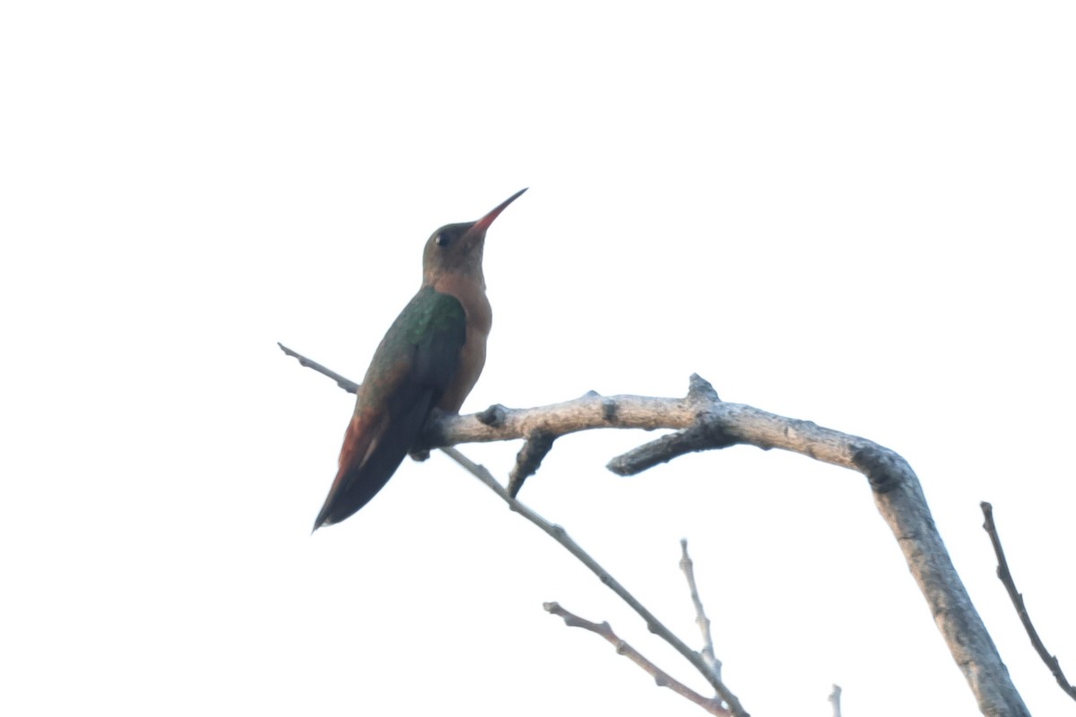 kolibřík ryšavý - ML614837331