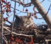 Great Horned Owl - ML614837332