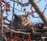 Great Horned Owl - ML614837332