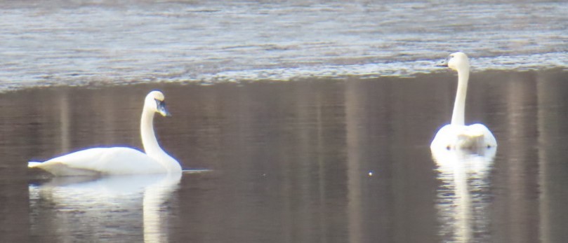 Trumpeter Swan - ML614837349