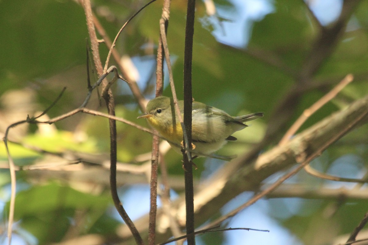 Northern Parula - ML614837363