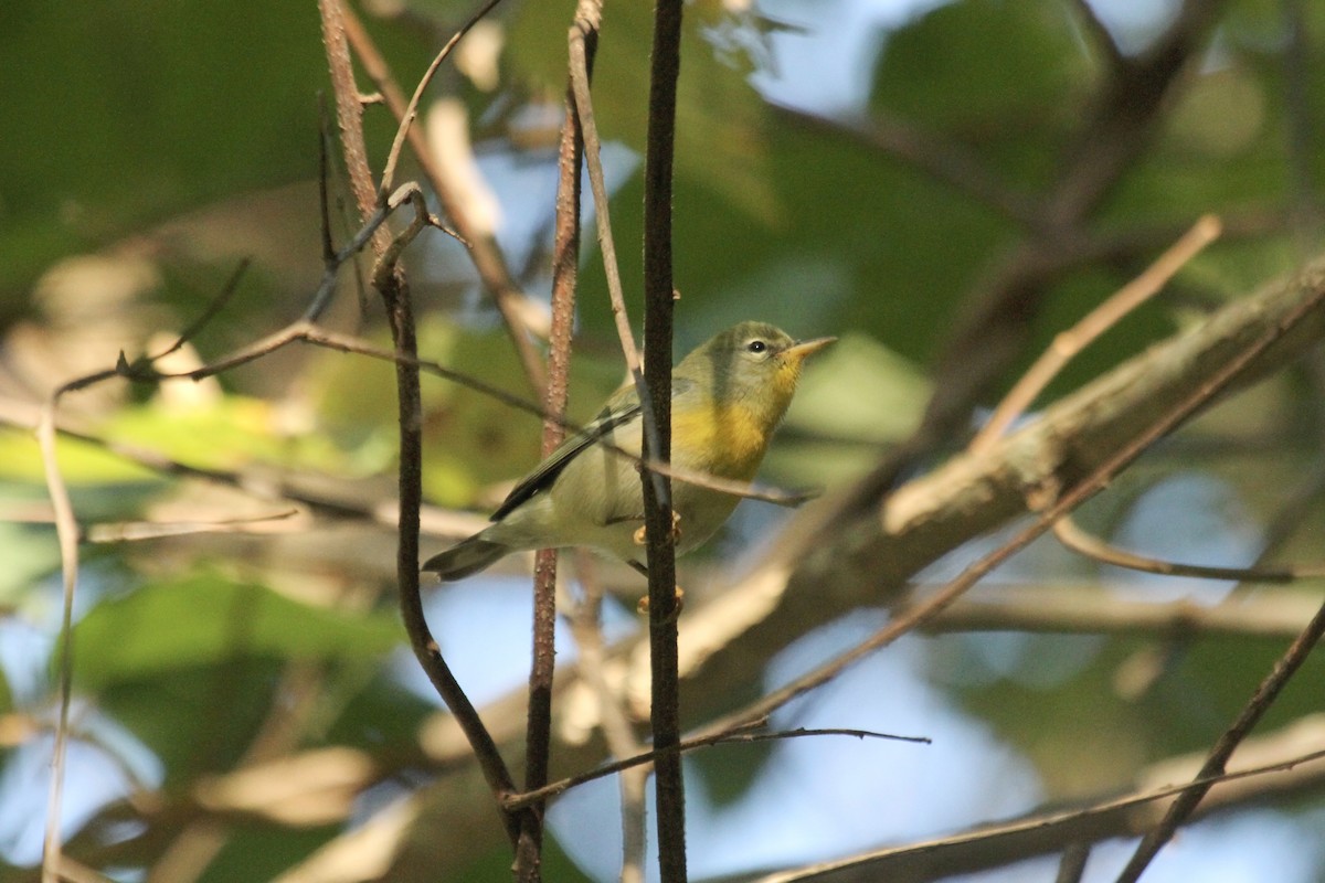 Northern Parula - ML614837364