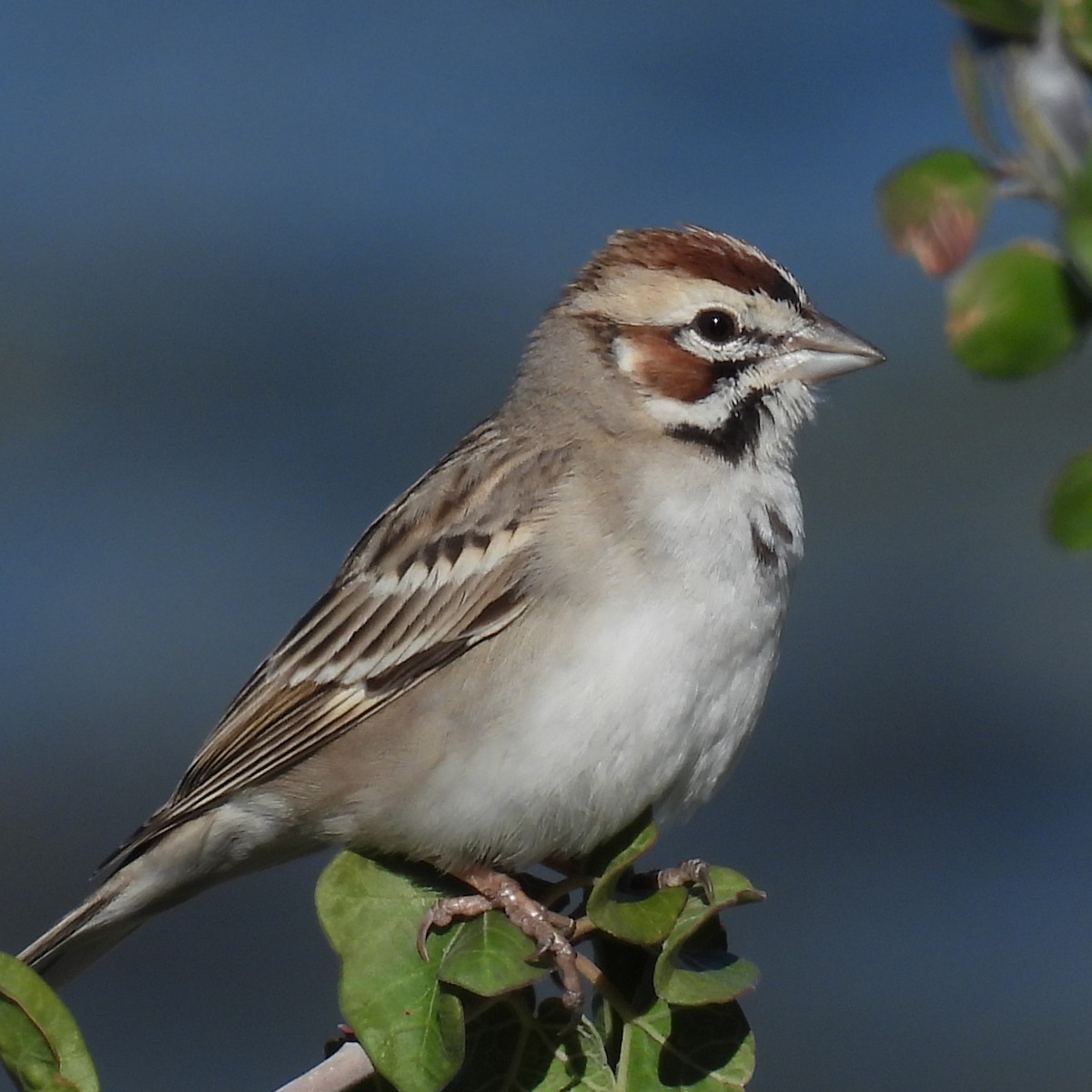 Lark Sparrow - ML614837368