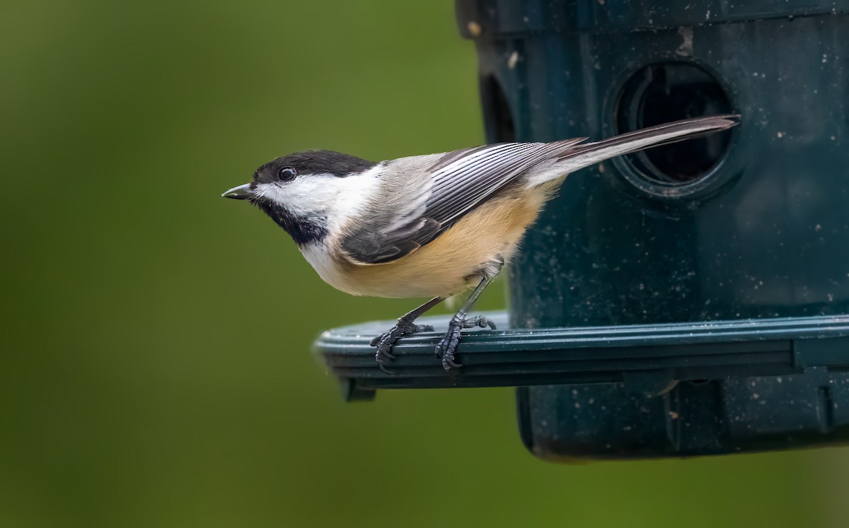 Black-capped Chickadee - Harvey Fielder