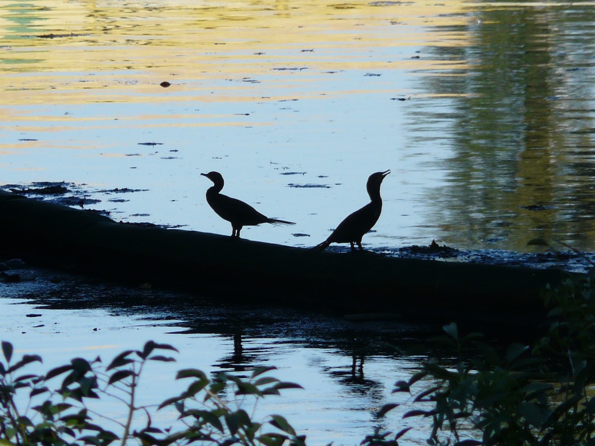 Neotropic Cormorant - Julia M.