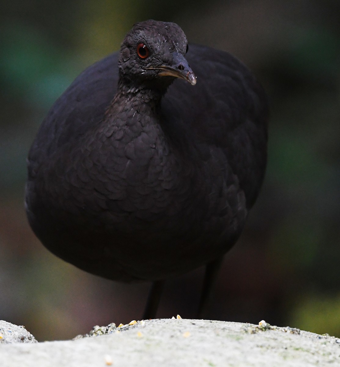 Cinereous Tinamou - Joshua Vandermeulen