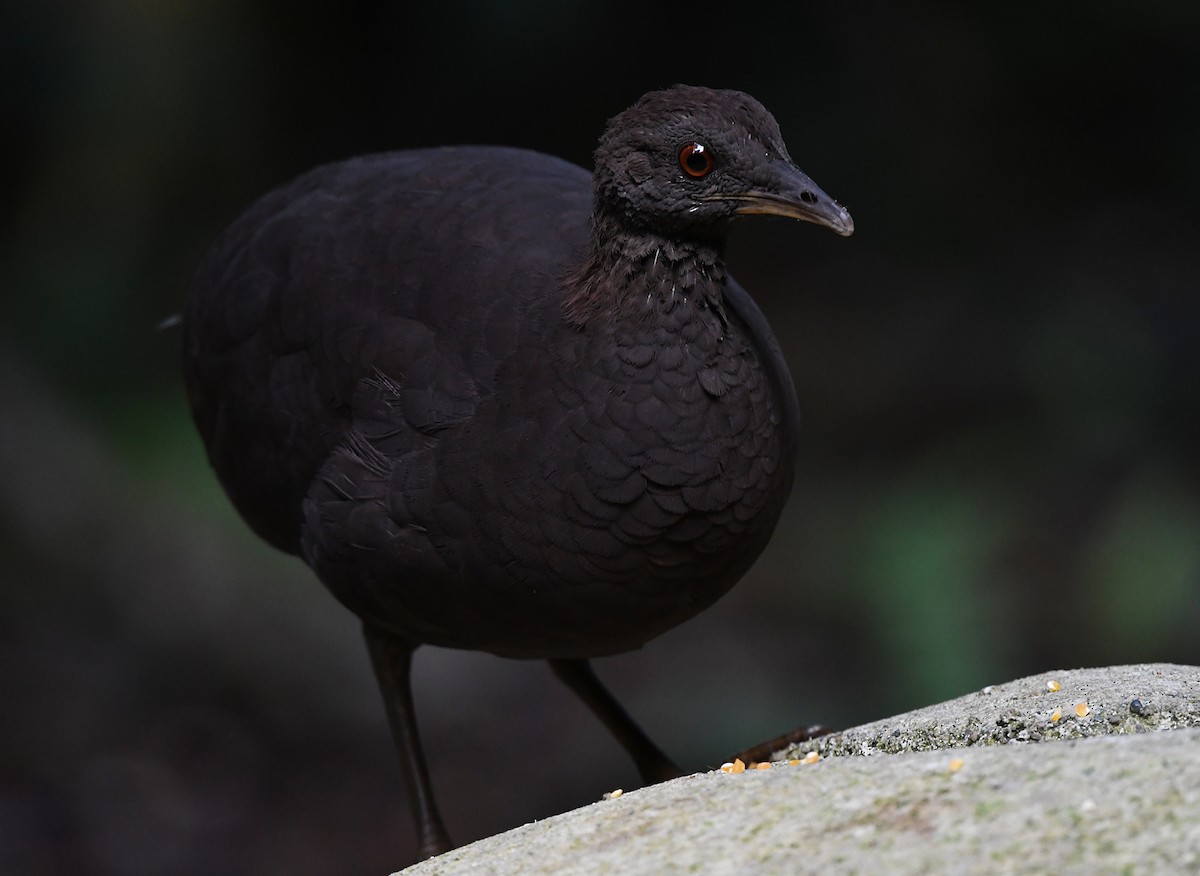 Tinamou cendré - ML614837419