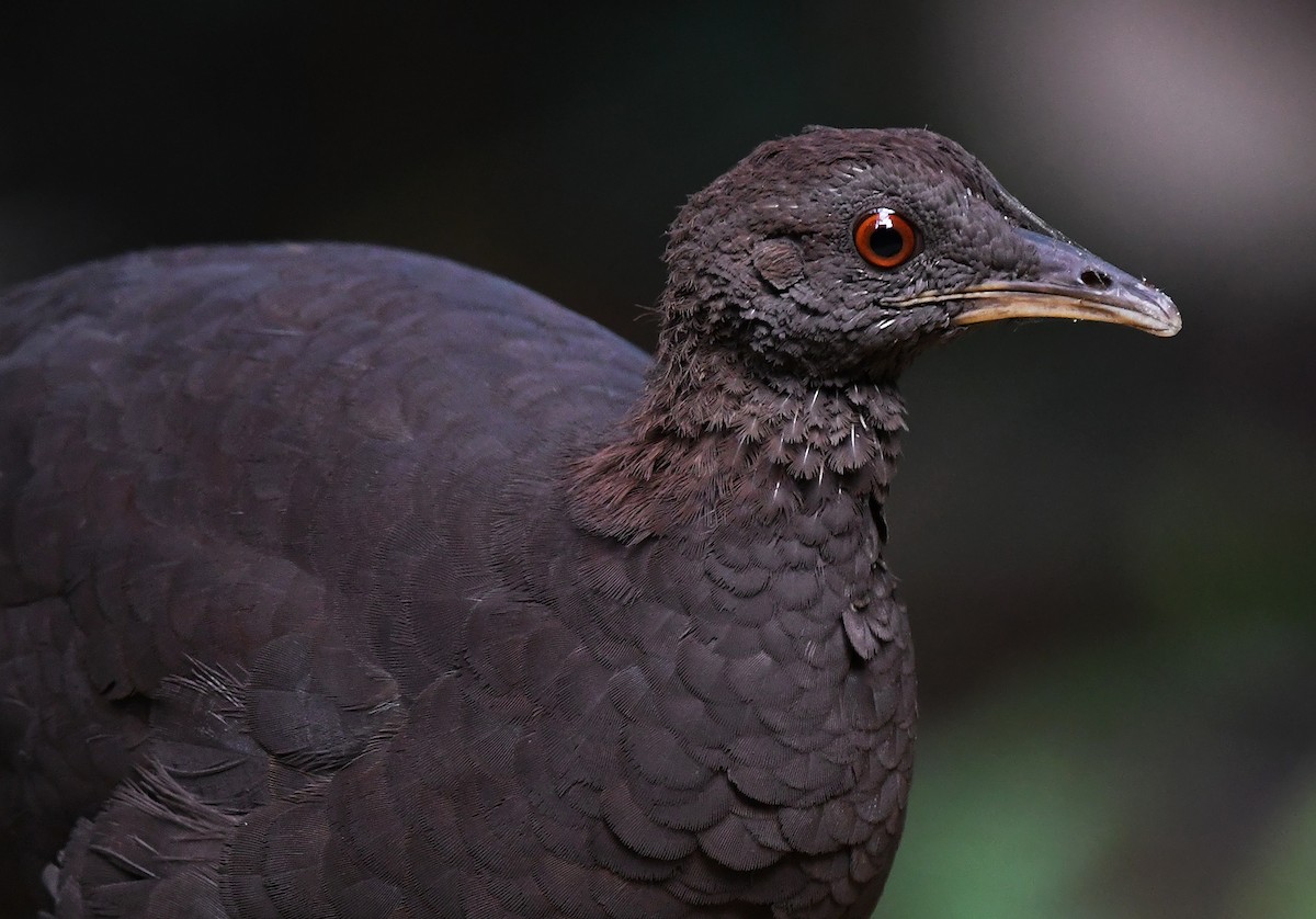 Cinereous Tinamou - ML614837420