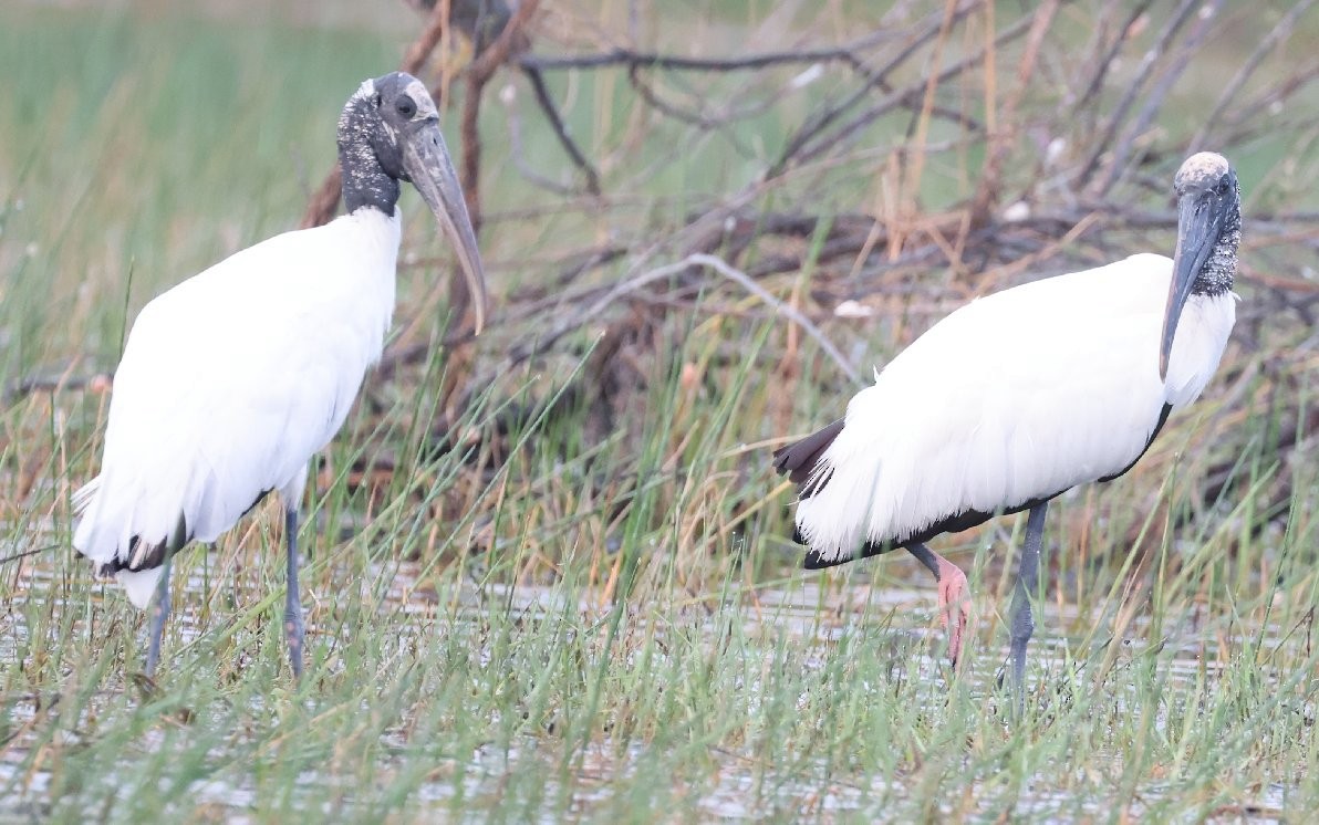 Wood Stork - ML614837459