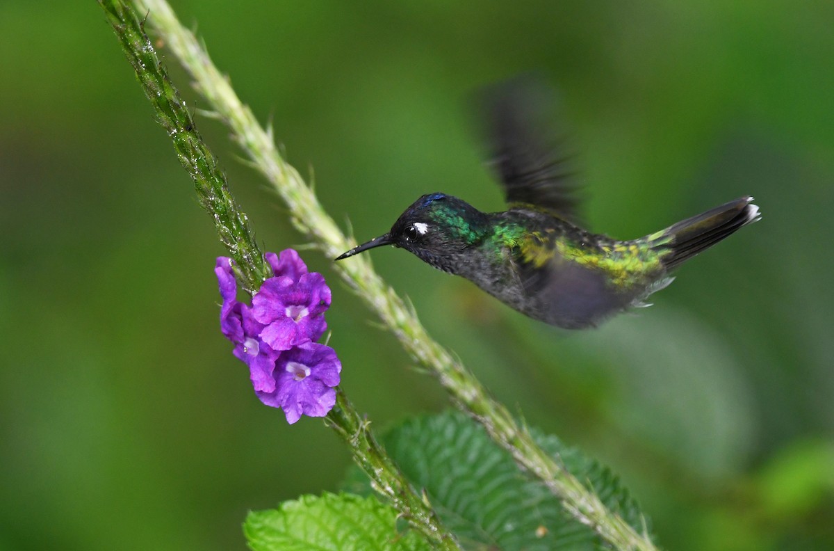 Violet-headed Hummingbird - ML614837479