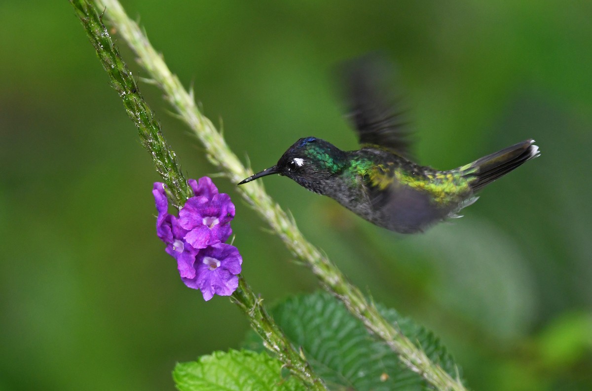 Violettkopfkolibri - ML614837479