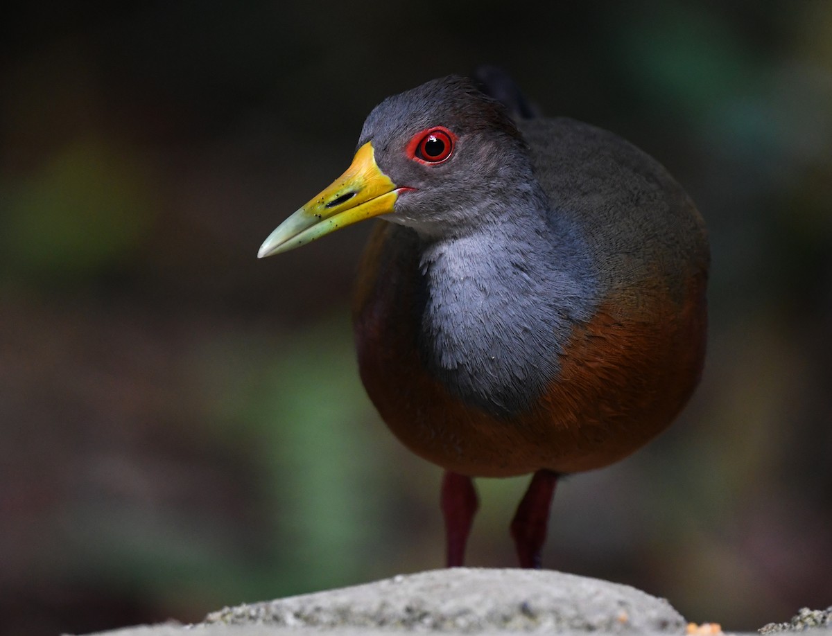 Gray-cowled Wood-Rail - Joshua Vandermeulen