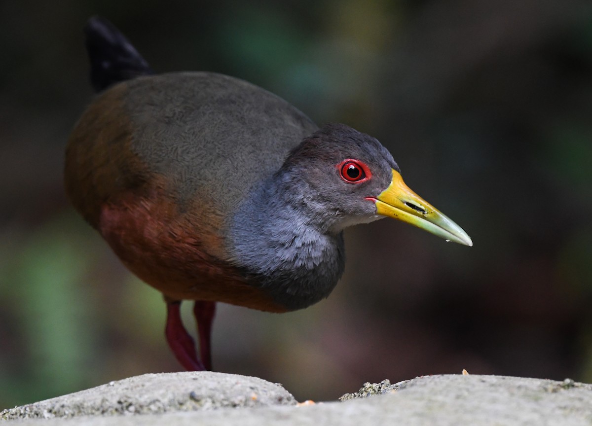 Gray-cowled Wood-Rail - ML614837499