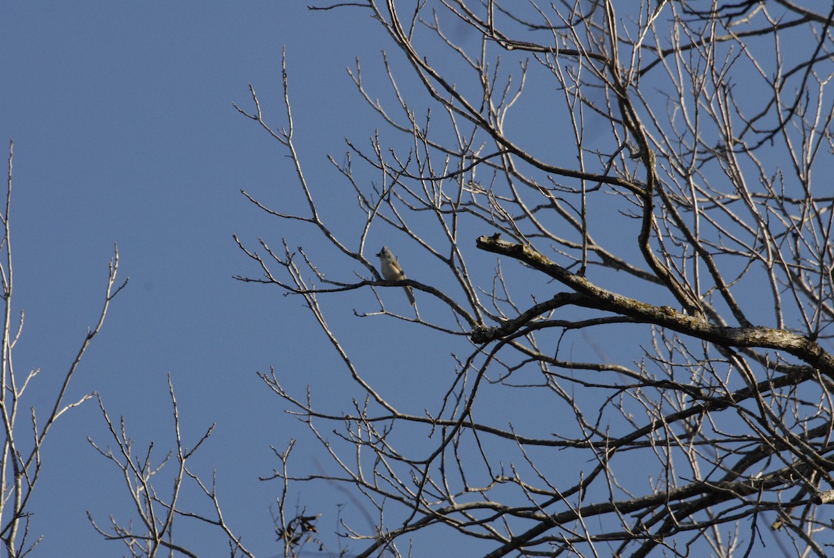 Black-crested Titmouse - ML614837505