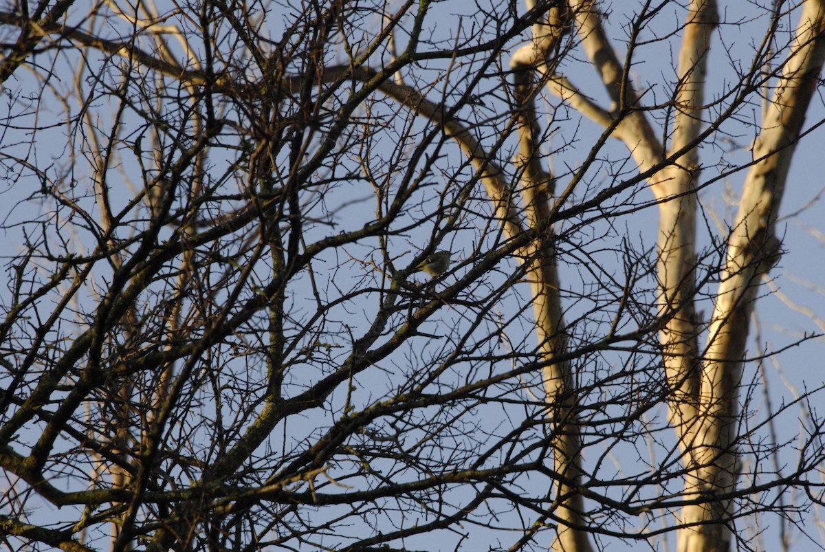 Ruby-crowned Kinglet - ML614837511