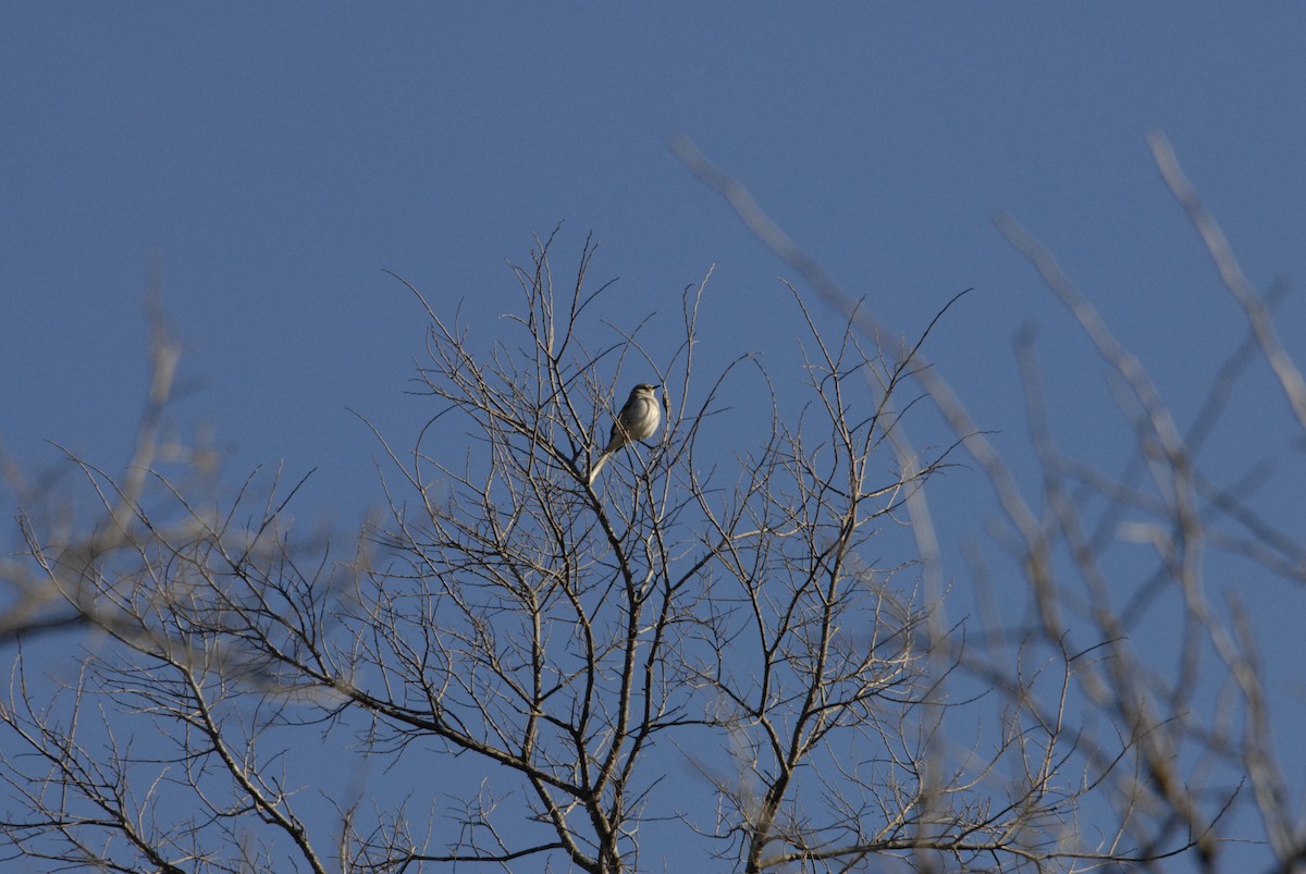 Northern Mockingbird - ML614837523