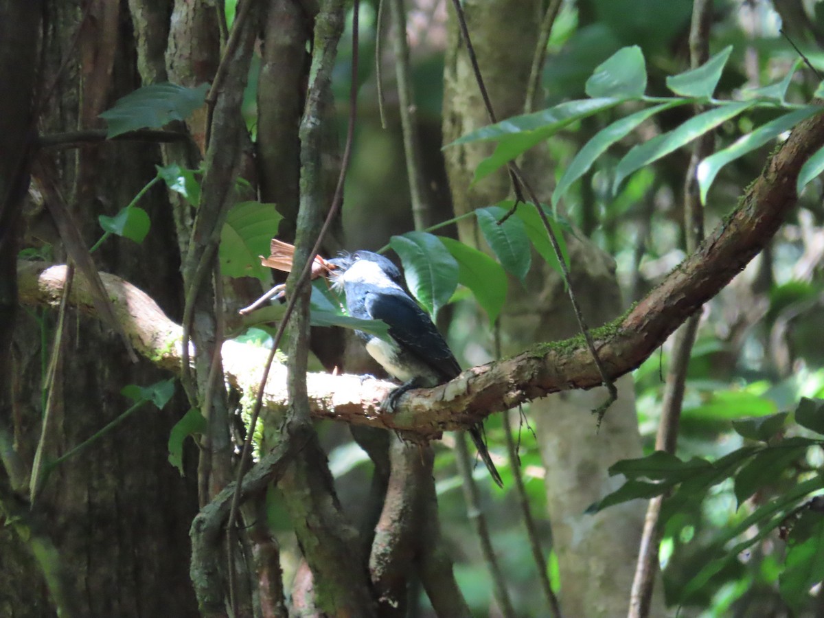 Black-breasted Puffbird - ML614837590