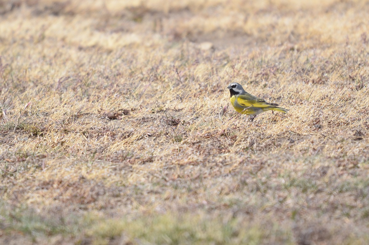 White-bridled Finch - Natacha González